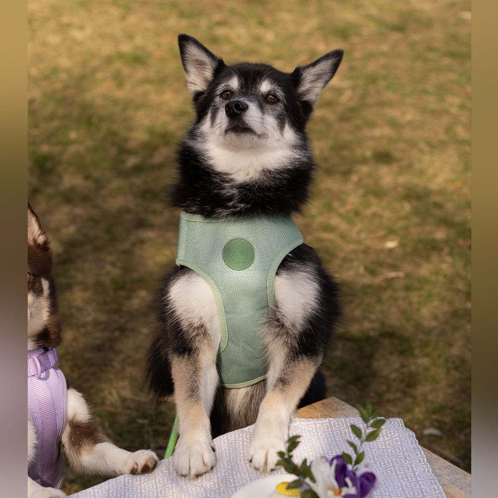 Zeedog Adjustable Mesh Harness in Sage Green